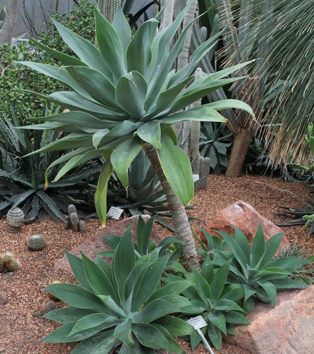 Agave | Pianta succulenta ideale per giardini rocciosi