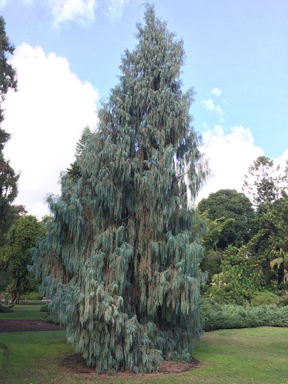 The finest Kashmir Cypress, *Cupressus cashmeriana,* in Europe is on Isola Madre (island), Lake Maggiore, Italy. This cypress is, no doubt, of Asiatic origin, but there appears to be no evidence that