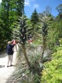 Puyaberteroniana02.jpg
