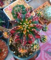 Gymnocaliummichanovichiivariegata06.jpg