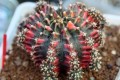 Gymnocaliummichanovichiivariegata01.jpg