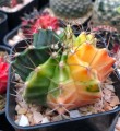 Gymnocaliummichanovichiivariegata02.jpg