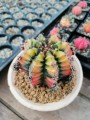 Gymnocaliummichanovichiivariegata03.jpg