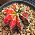 Gymnocaliummichanovichiivariegata04.jpg