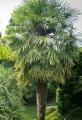 TrachycarpusFortunei04.jpg