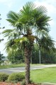 TrachycarpusFortunei05.jpg