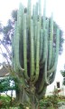 PachycereusWeberi02.jpg