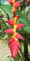 Heliconiapogonantha01.jpg