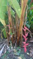 Heliconiapogonantha03.jpg