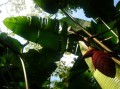 Heliconiapogonantha06.jpg