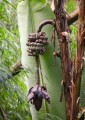 musa-puspanjaliae-1_0_1_380x760_38f67.jpg