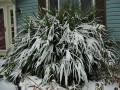 RaphidophyllumHystrix07.jpg