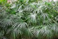 RaphidophyllumHystrix01.jpg
