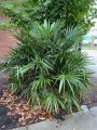 RaphidophyllumHystrix02.jpg