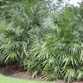 RaphidophyllumHystrix03.jpg