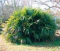 RaphidophyllumHystrix05.jpg