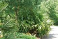 RaphidophyllumHystrix06.jpg