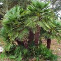 ChamaeropsHumilis01.jpg
