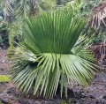 CoperniciaMacroglossa07.jpg