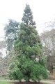 CryptomeriaJaponica06.jpg