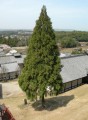 CryptomeriaJaponica05.jpg