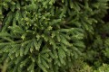 CryptomeriaJaponica01.jpg