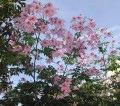 DahliaImperialis01.jpg