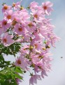 DahliaImperialis02.jpg