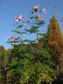 DahliaImperialis03.jpg