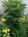 DahliaImperialis05.jpg
