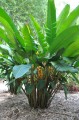 HeliconiaChampneianaSplash01.jpg