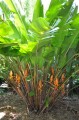 HeliconiaChampneianaSplash02.jpg