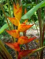 HeliconiaChampneianaSplash03.jpg