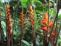HeliconiaChampneianaSplash04.jpg