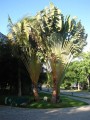 PhenakospermumGuyannense06.jpg