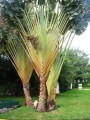 PhenakospermumGuyannense01.jpg