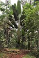 PhenakospermumGuyannense02.jpg