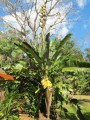 PhenakospermumGuyannense03.jpg