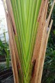 PhenakospermumGuyannense04.jpg