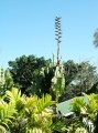 PhenakospermumGuyannense05.jpg