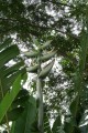 PhenakospermumGuyannense07.jpg