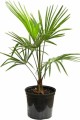 TrachycarpusWagnerianusxNanus04.jpg