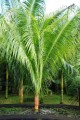 DypsisPilulifera07.jpg