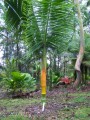 DypsisPilulifera05.jpg