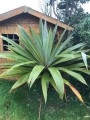 CordylineIndivisa07.jpg