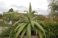 CordylineIndivisa02.jpg