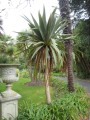 CordylineIndivisa01.jpg