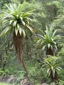 CordylineIndivisa03.jpg