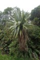 CordylineIndivisa04.jpg