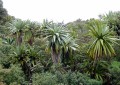CordylineIndivisa05.jpg